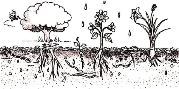 Почва задания для дошкольников
