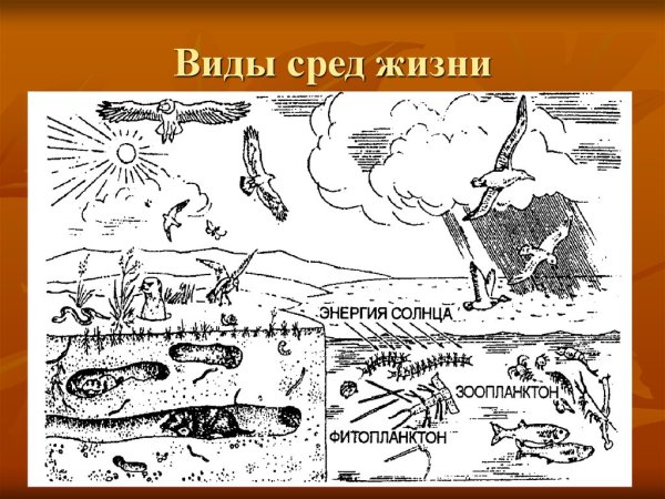 Раскраска среды жизни