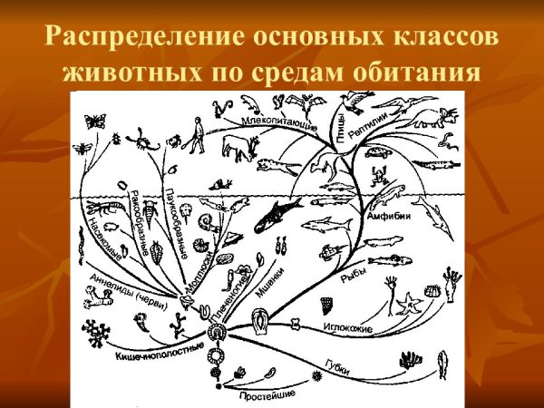 Распределение основных классов животных по средам обитания