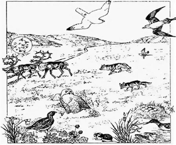 Животные тундры рисунок карандашом