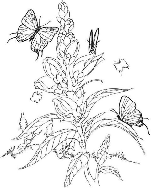 Лекарственные растения раскраска