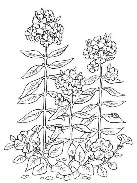 Лекарственные растения раскраска