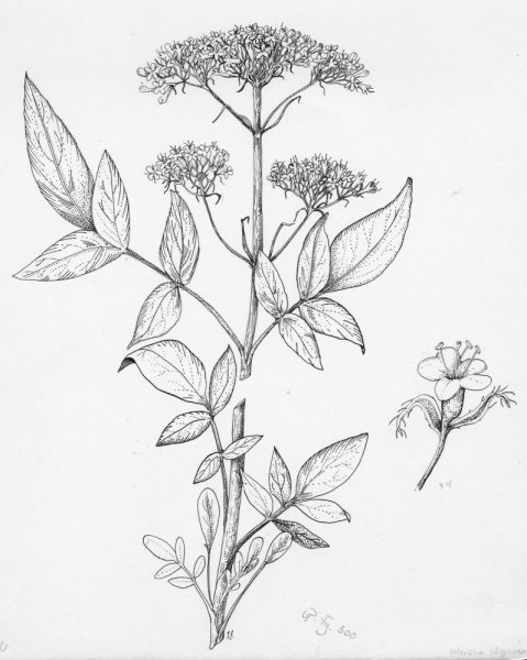 Valeriana officinalis рисунок