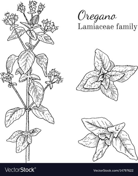 Майоран рисунок