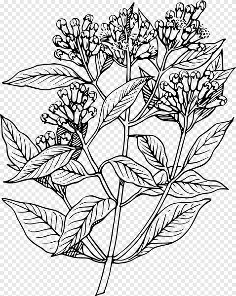 Душица вектор