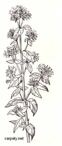 Душица обыкновенная рисунок