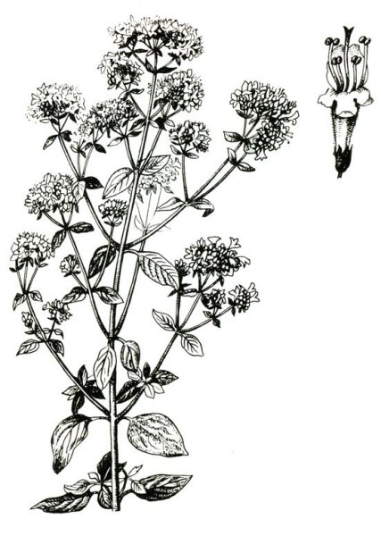 Душица обыкновенная ГФ