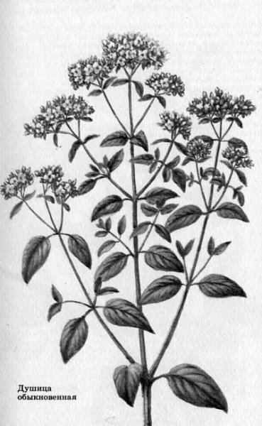 Душица обыкновенная стебель