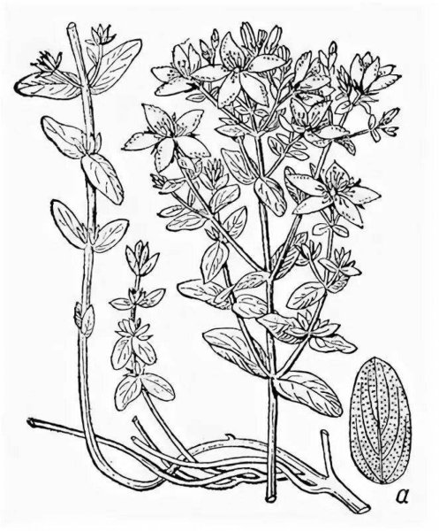 Зверобой продырявленный чб