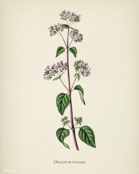 Origanum vulgare гербарий