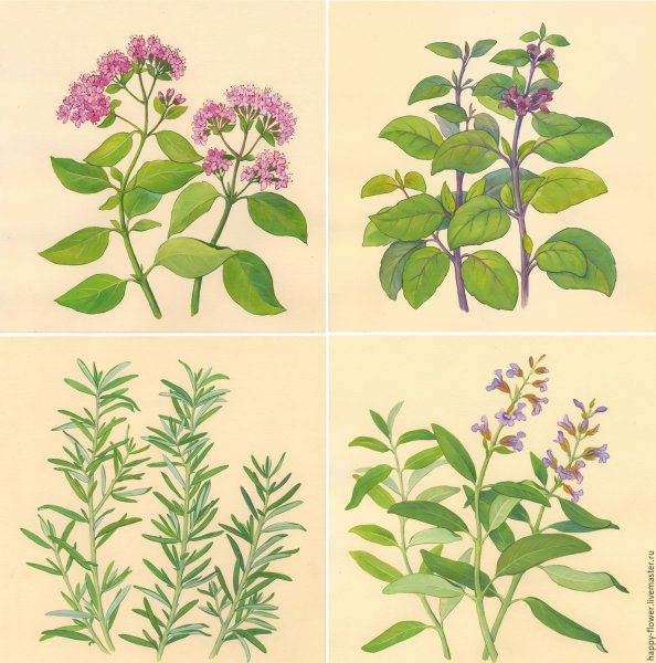 Душица акварель