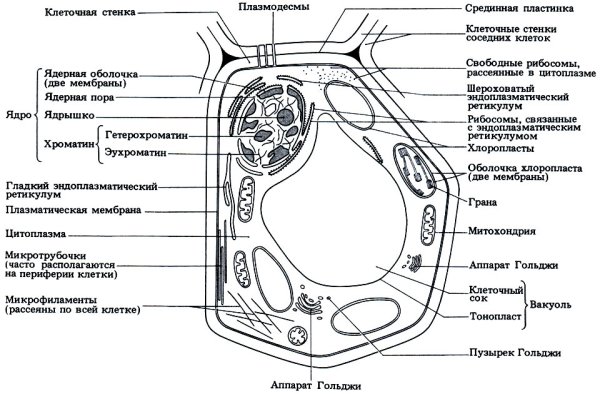 Органеллы растительной клетки схема