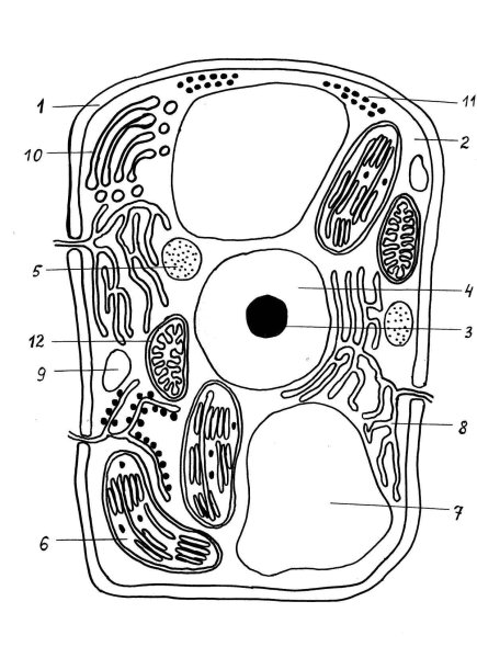Рисунки в клетку