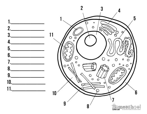Строение клетки грибов рисунок