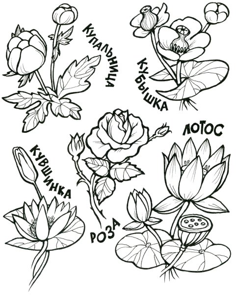 Раскраска растения с названиями