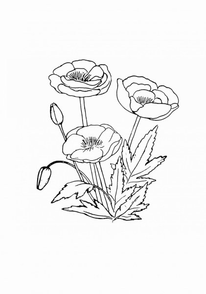 Раскраска Мак цветок