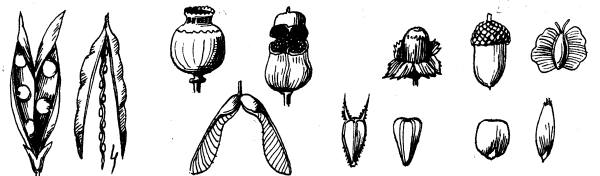 Раскраска плоды и семена