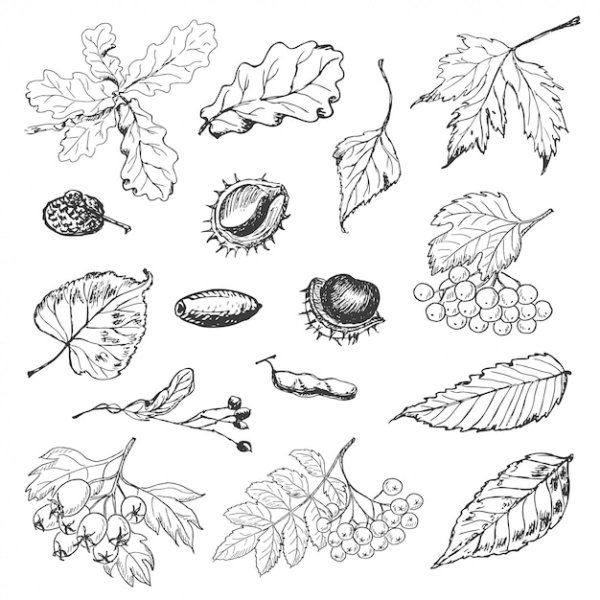 Листья и плоды раскраска