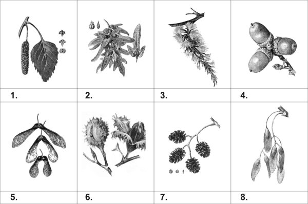 Анемохория автохория