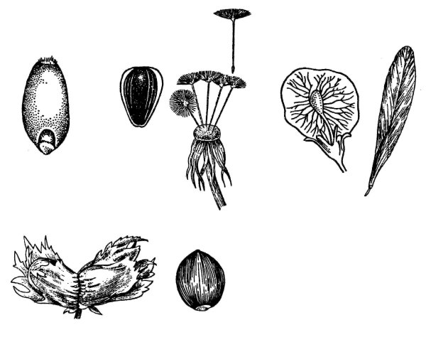 Плод семянка крылатка