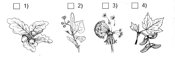 Раскраска семена растений