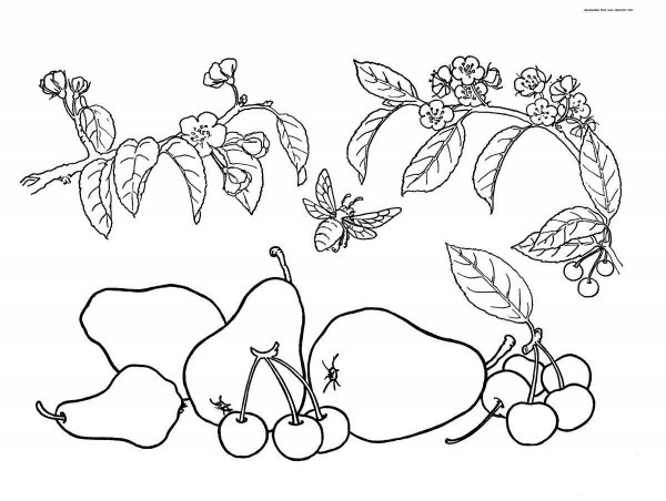 Культурные растения раскраска
