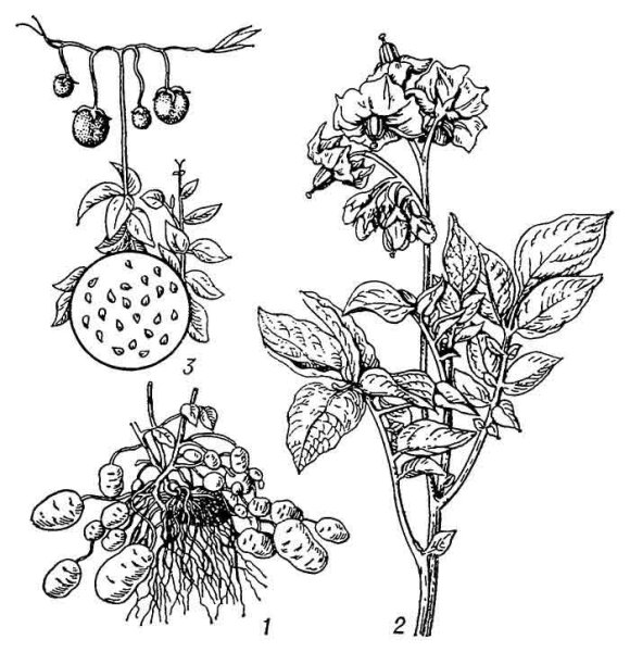 Паслен клубеньковый