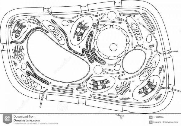Строение растительной клетки чб