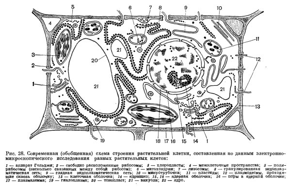 Структура растительной клетки рисунок с обозначением