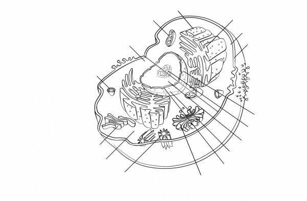 Строение животной клетки черно белая картинка