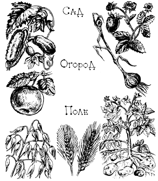 Дикорастущие и культурные растения раскраска