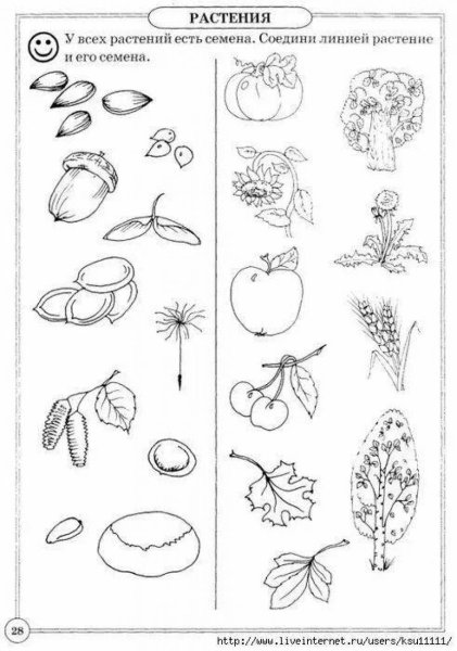 Растения задания для детей