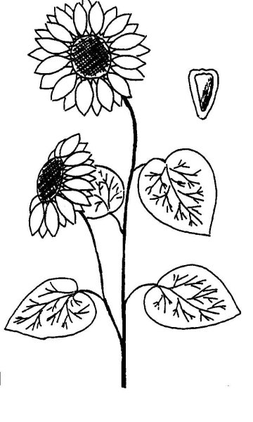 Рисунки растений