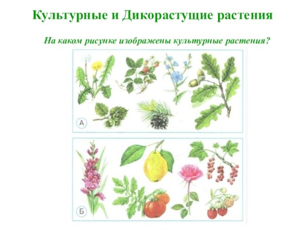 Дикорастущее растение рисунок