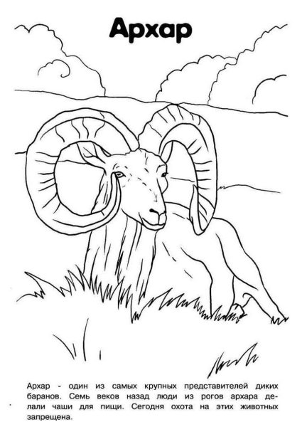 Красная книга раскраска