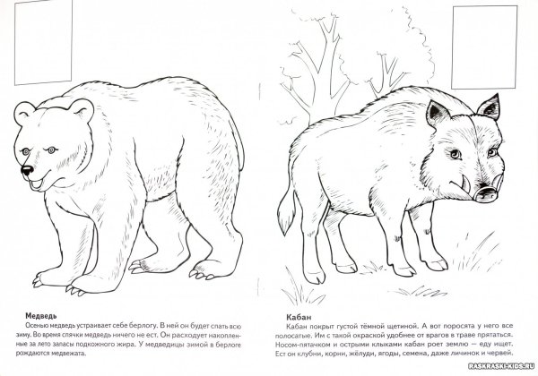 Красная книга раскраска