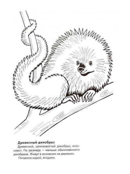 Красная книга раскраска