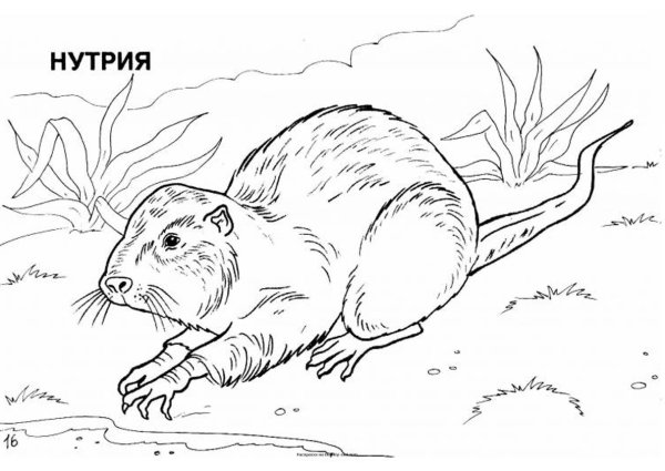Ондатра раскраска