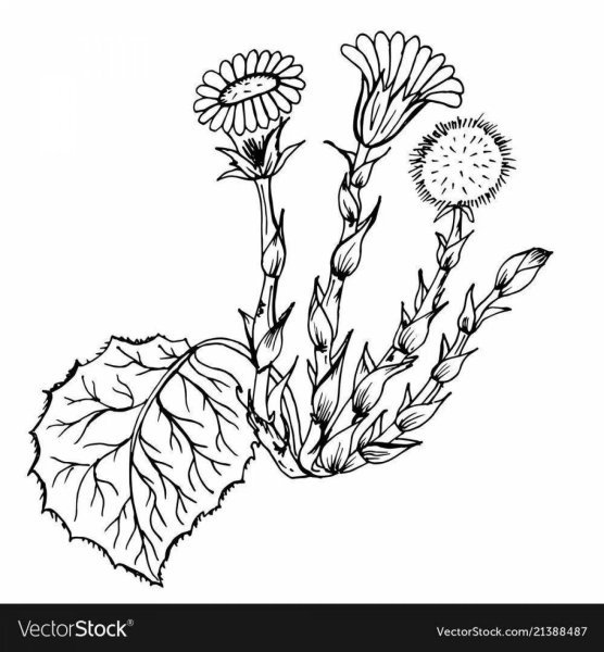 Мать и мачеха цветок раскраска