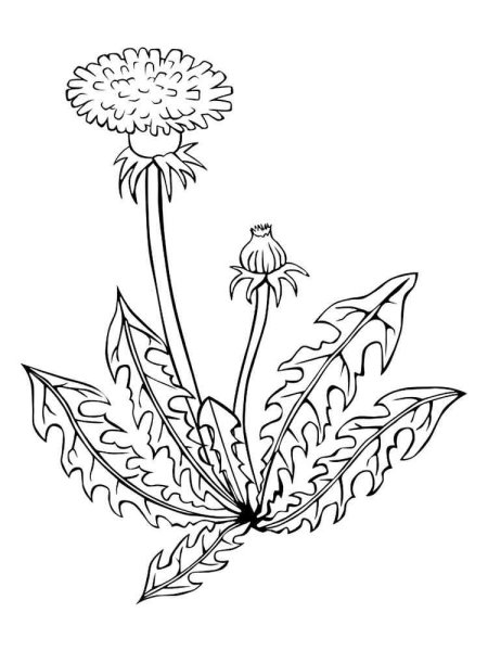 Одуванчик раскраска для детей