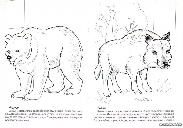Красная книга раскраска