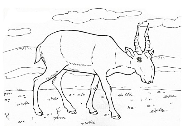 Антилопа раскраска