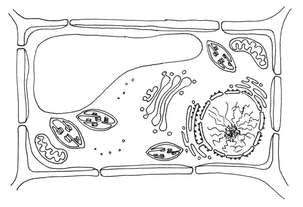 Строение растительной клетки чб