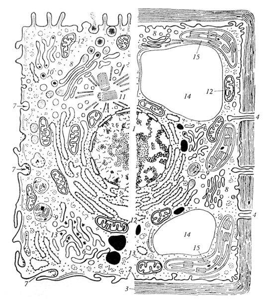 Комбинированная схема строения эукариотической клетки