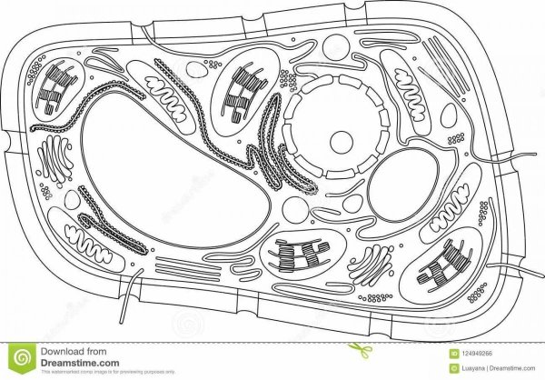 Строение растительной клетки без подписей