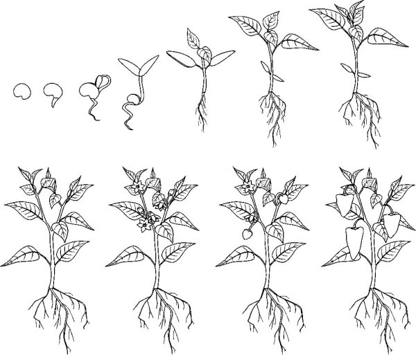 Раскраска этапы роста растения