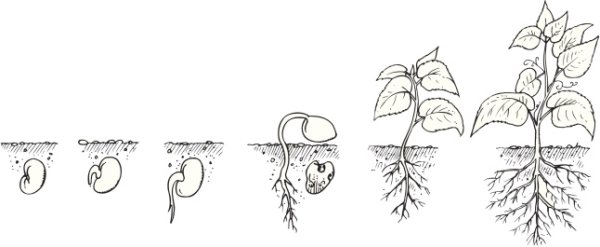 Раскраска рост растений
