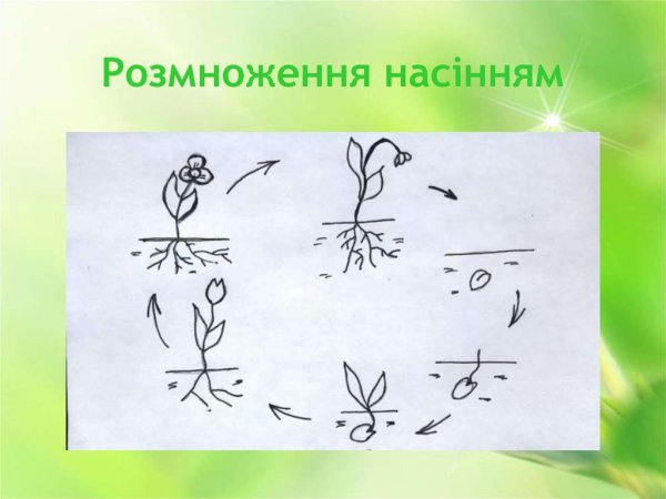 Графическая модель растения