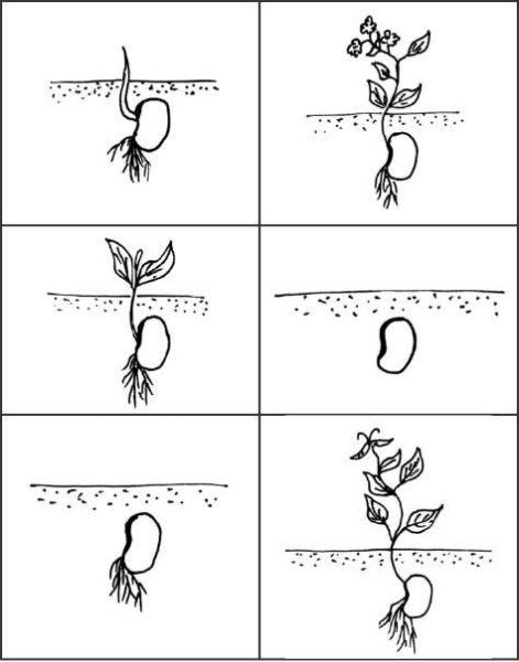 Семена растений задания для дошкольников