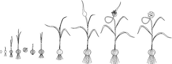 Этапы роста чеснока